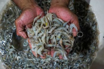 KKP siapkan bidang strategi perluas akses pasar untuk  produk perikanan pada 2026