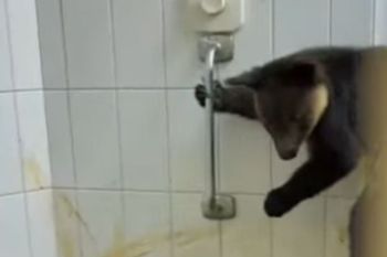 BKSDA Maluku gagalkan penyelundupan 114 satwa liar di Pelabuhan Ahmad Yani Ternate