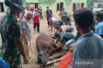 Korban bencana di Tapsel menyambut Ramadhan dengan potong sapi