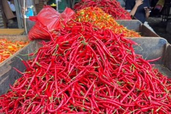 PIHPS: Harga cabai rawit merah Rp88.600/kg, telur ayam Rp32.200/kg