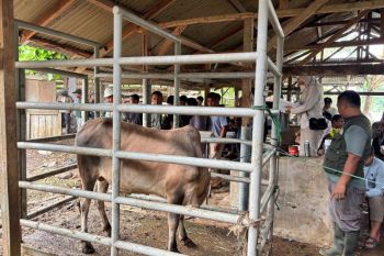 209 desa di Aceh Tamiang terima sapi meugang Presiden