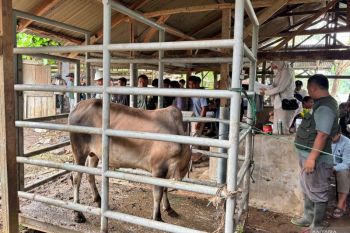 209 desa terdampak bencana di Aceh terima sapi meugang bantuan Presiden
