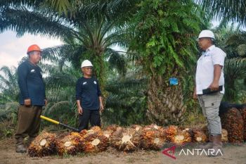 Strategi Inklusif PTPN IV Palmco, "Miniatur Indonesia" Perkuat Ketahanan Pangan Energi Nasional