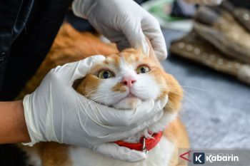 Cukup Sentuh Hewan Peliharaan, Stres Langsung Turun? Ini Fakta Ilmiahnya!