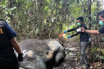 Kasus kematian gajah tanpa kepala, Polda Riau telah periksa 40 saksi