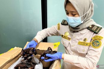 Karantina Kalbar gagalkan peredaran daging kelelawar di perbatasan