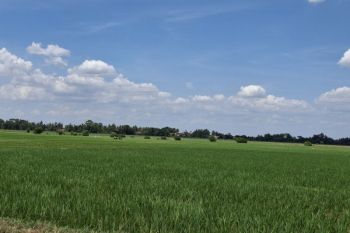 Pemprov Lampung pastikan panen raya tetap berlangsung di Maret 2026