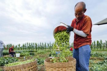 Indonesia says zero-tariff US farm imports won't hurt local industry