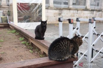 Selalu ada anabul di setiap sudut Istanbul