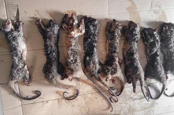 Gakum Sulut tangkap penjual satwa dilindungi "kuskus tembung"