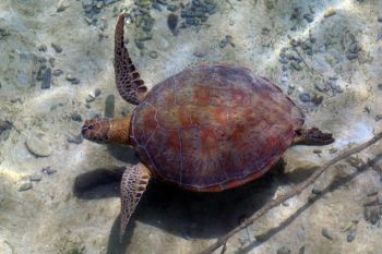 East Kalimantan boosts cross-sector turtle protection