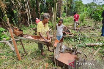 Pemprov Papua targetkan ekspor sagu ke tiga negara