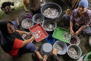 UMKM pengolahan ikan bilih di Malalo