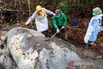 Menunggu titik terang kematian gajah di Riau