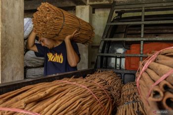 Petani Malalak minta pemerintah perhatikan harga jual kayu manis