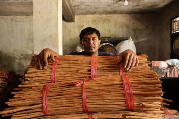 Optimisme petani kayu manis Agam yang sempat galau terdampak bencana galodo