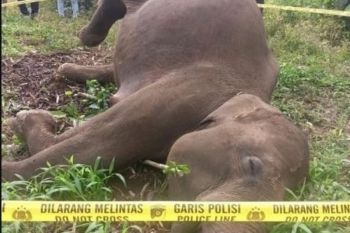 Sumatran elephant found dead in Aceh, suspected electrocution