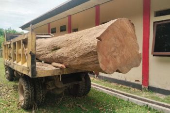 BKSDA limpahkan penanganan kasus pembalakan liar jati Muna ke Gakkum