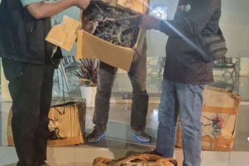 BKSDA Maluku amankan 35 individu tumbuhan Sanigi di Pelabuhan Ambon tanpa dokumen