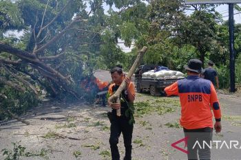 Pohon tumbang di Jalinsum OKU dievakuasi, arus lalu lintas kembali normal