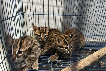 Polda Sumut-Kemenhut amankan pedagang Kucing Kuwuk yang dilindungi