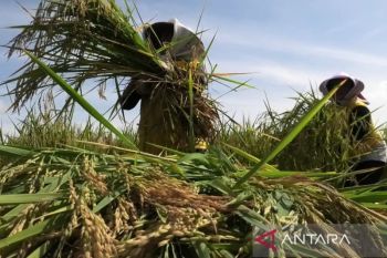 DKPPP Temanggung dorong Bulog mempercepat penyerapan gabah petani