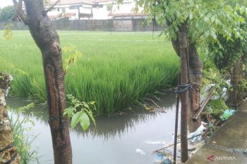 Hujan deras 4 hari beruntun, banjir rendam permukiman di Denpasar