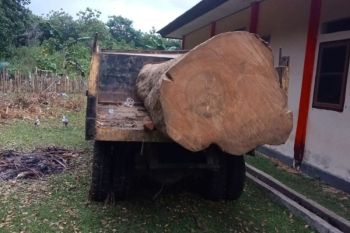 Kemenhut tetapkan tersangka pembalakan liar di Cagar Alam Napabalano