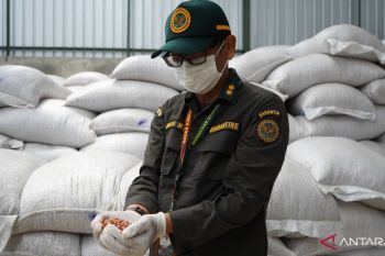 Barantin Jambi tolak 40 ton kacang tanah impor asal Malaysia