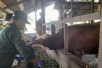 Dinas TPHP Provinsi Jambi siapkan 17.900 dosis vaksin hewan ternak