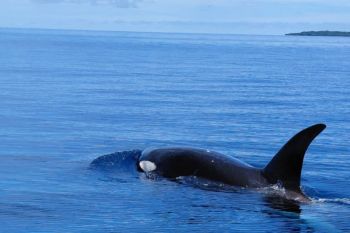 Paus Orca muncul di perairan Taman Nasional Bunaken