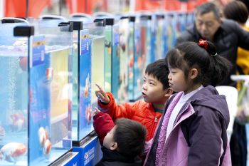 Menilik warisan budaya Fuzhou di China melalui ikan mas koki