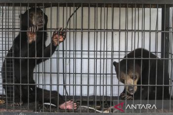 BBKSDA evakuasi dua ekor beruang madu