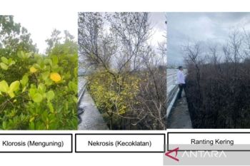 Tim Peneliti Unud: Logam berat dan minyak sebabkan mangrove mati di Bali