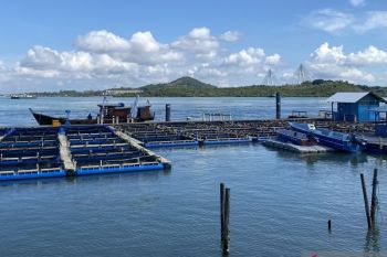 BPBL Batam targetkan panen 1 ton lobster berkualitas ekspor pada akhir 2026