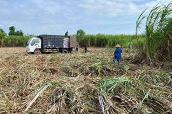 Tanaman tebu dongkrak ekonomi warga Dompu, kini bergantung pada industri gula