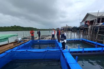 Diskan sebut produksi udang vaname di Batam tinggi untuk pasar ekspor
