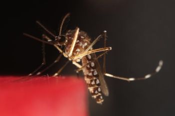 Bolivia konfirmasi kematian kelima akibat demam chikungunya