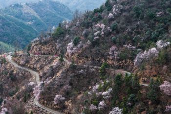 Menikmati pemandangan bunga sakura liar yang bermekaran di Jiande