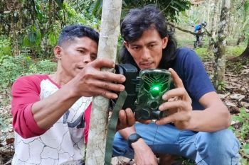 BKSDA Sumbar pasang enam kamera treap pantau harimau di Agam