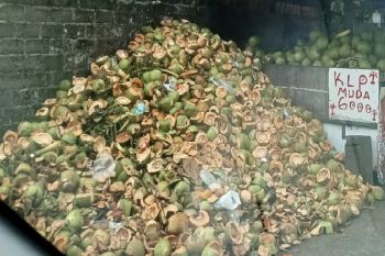 Bisakah limbah kelapa muda jadi pakan ternak?