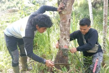 Pagari Pasia Laweh Agam didekati harimau saat penanganan konflik