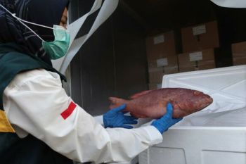 Ikan angoli dan kerapu Kepri tembus pasar Australia, ekspor perdana capai ratusan Juta