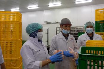 Hasil sidak Satgas Pangan Polda Sumut di pabrik pengolahan daging ayam