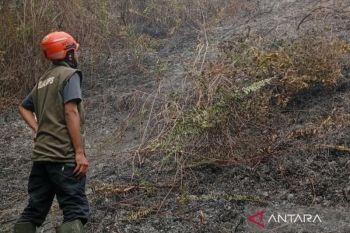 BNPB catat dua hektare lahan mineral terbakar di Parigi Moutong