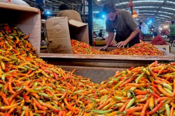 Kementan: Blitar-Kediri andil pasok cabai nasional saat Ramadhan