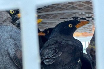 Karantina Lampung sita 111 burung dilindungi dari peredaran gelap