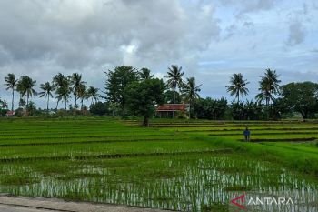 BPS: NTP NTT turun 0,19 persen pada Februari 2026