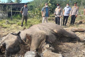 TNTN perketat patroli dan ajak berantas jerat satwa