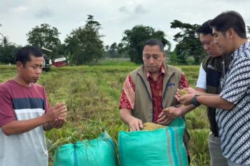 Bulog Lampung pastikan kelancaran penyerapan gabah petani saat Ramadhan
